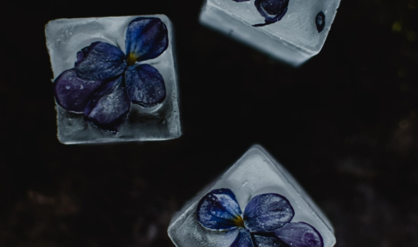 Blue flowers frozen inside three ice cubes, on a black background.